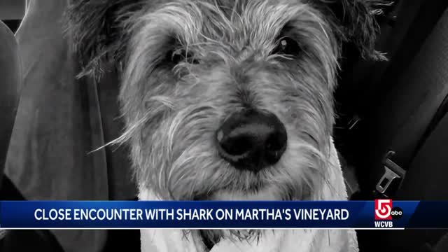 Woman recounts close encounter with shark while walking her dog on Martha's Vineyard