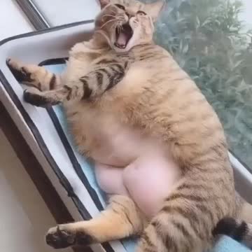Funny Cute Cats