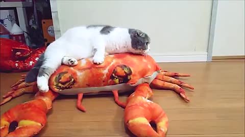 Cats Ride Robotic Stuffed Crab