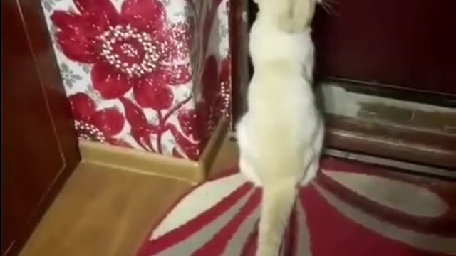 Talking Cat