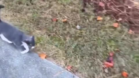 Funny cat and dog