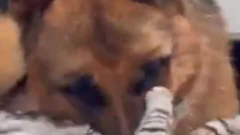 #short #GermanShepherdPuppy #GermanShepherdRockyFunny German Shepherd Reaction to a lazy Cat