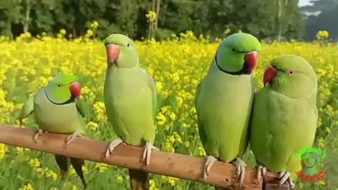 Cut Parrot Video