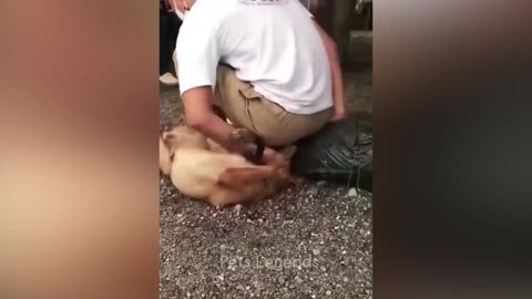 Funniest animal 2024