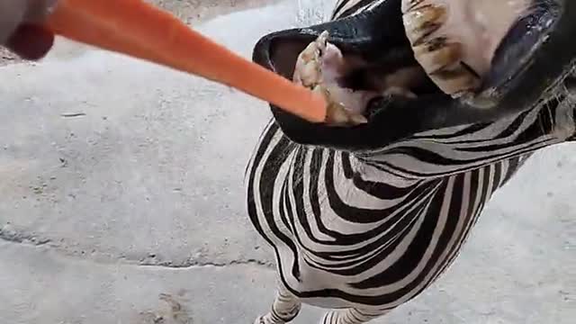 Zebras The great mater of the zebra animal world