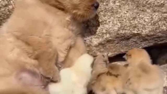 Funny Cute puppies compilation