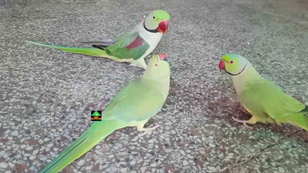 Lovely parrots