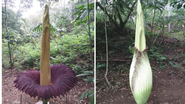 Sumatran Endemic Rare Flora