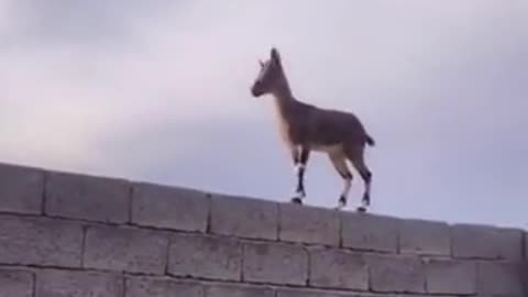 Motivation Limitless