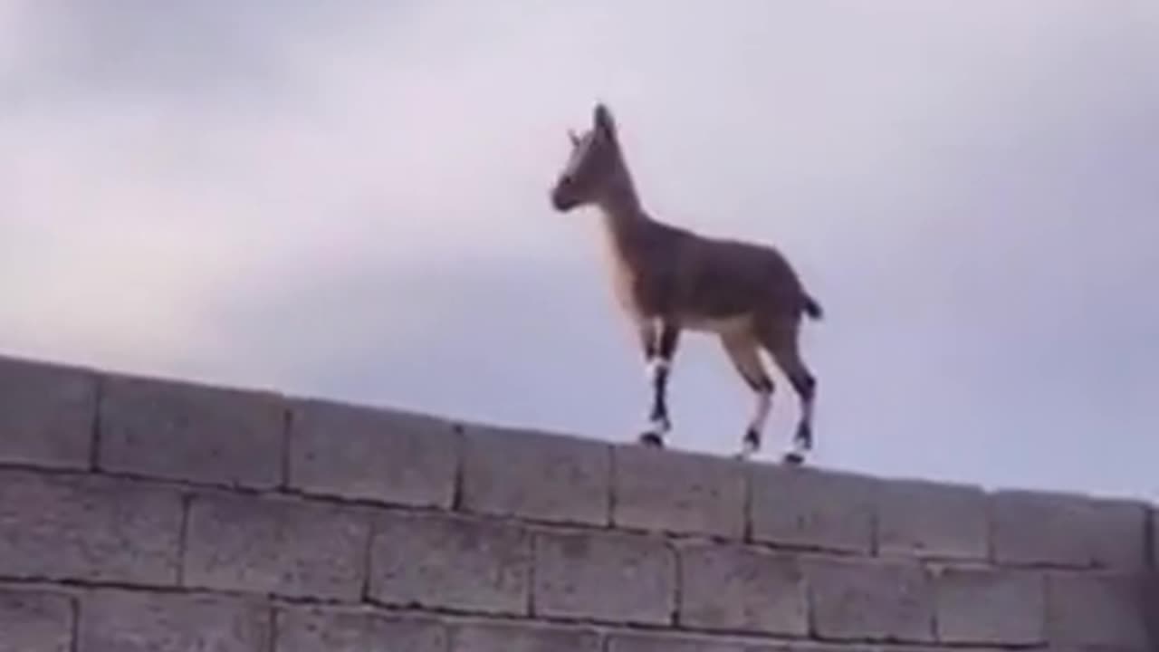 Motivation Limitless