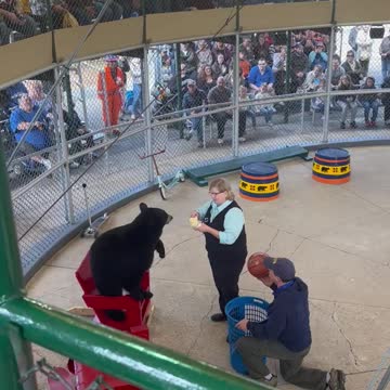 Real Bear Catches Ball and Shoots it in Hoop!