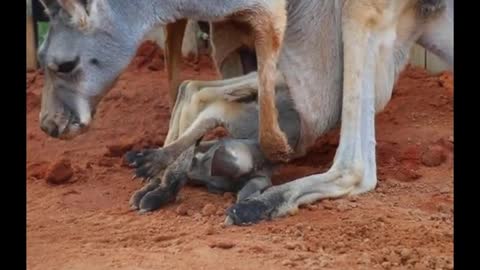 The baby kangaroo fell out of his mother's arms