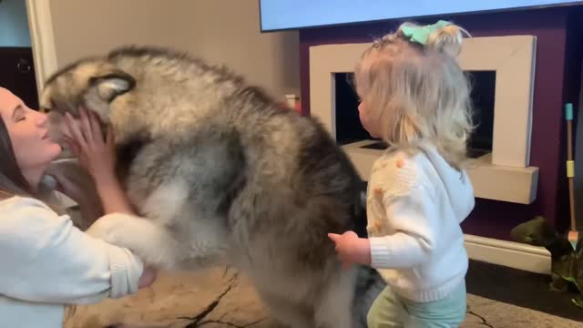 Adorable Baby Girl Helps Groom Her Giant Husky