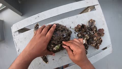 Rescue Sea Turtle Removing Barnacles From a Poor Sea Turtle | animals, Nature, turtles, ocean, ASMR