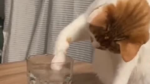 Funny Cat