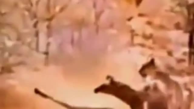 African Wildlife: Giraffe calf vs Lions- Mommy to the Rescue WOW!