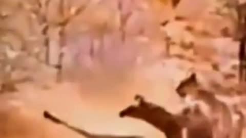 African Wildlife: Giraffe calf vs Lions- Mommy to the Rescue WOW!