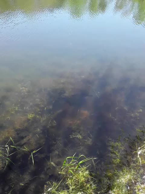 Bass offended by my shirt!