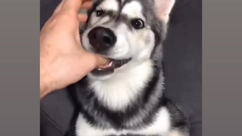 handsome turbo dog
