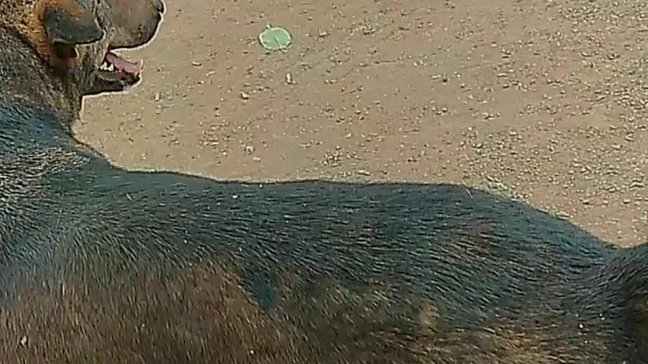 Indian Street dog