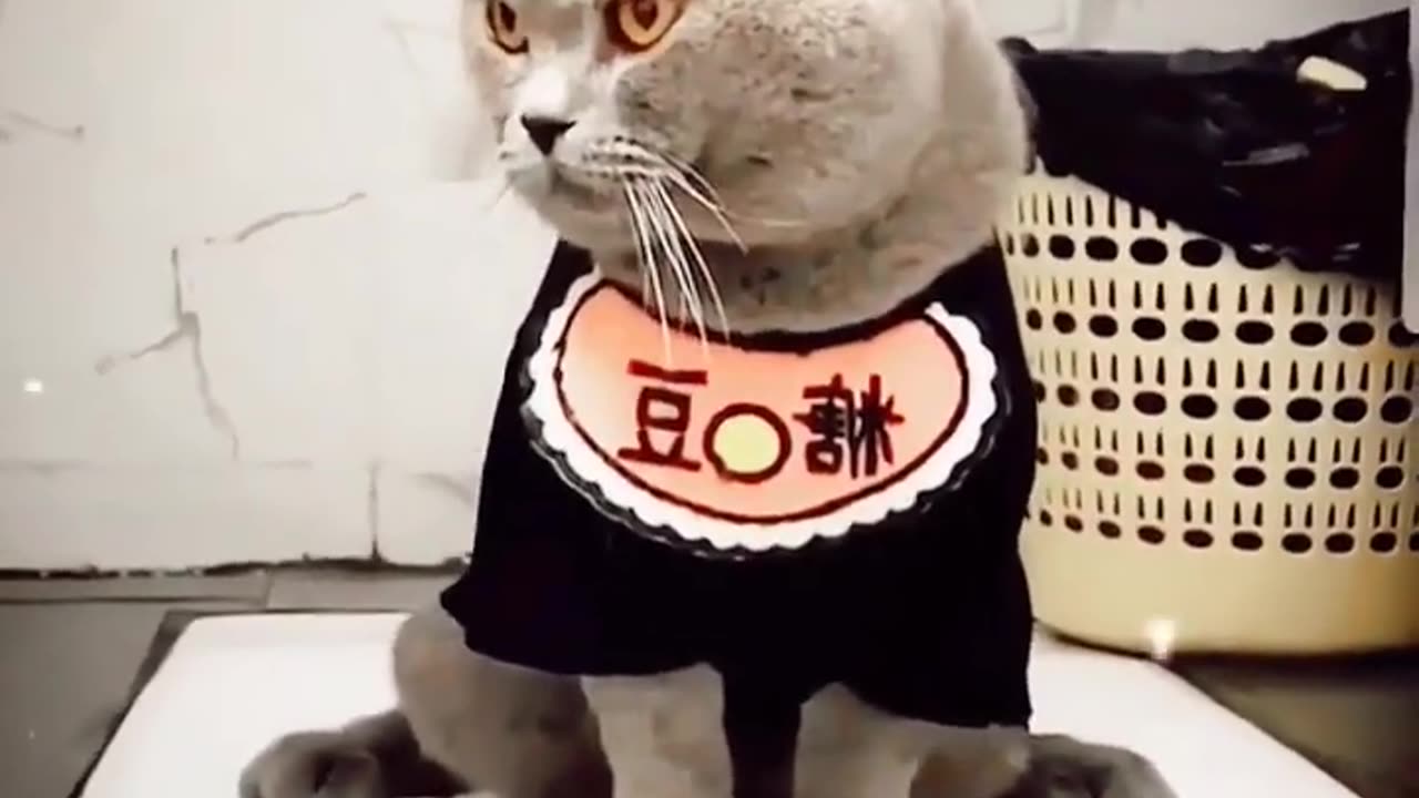 Cats using the toliets