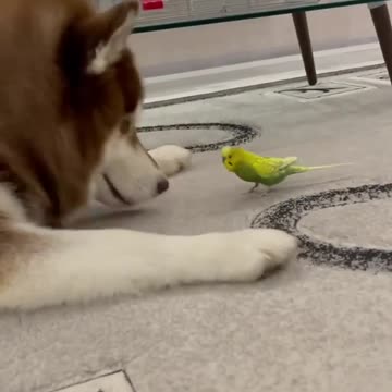 Great Dane Is Taller Than Human || ViralHog