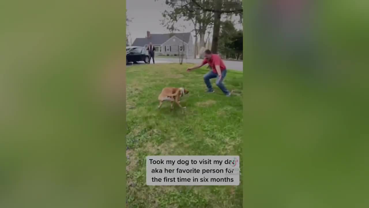 heart warming reunions( Dogs reunited with owners)