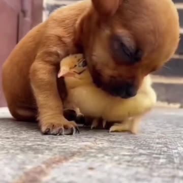Cute baby love pets 👍👍👍👍👍👍