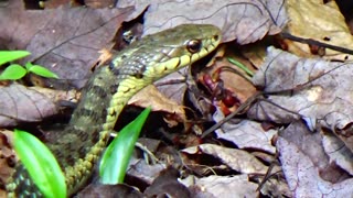 Garter Snake