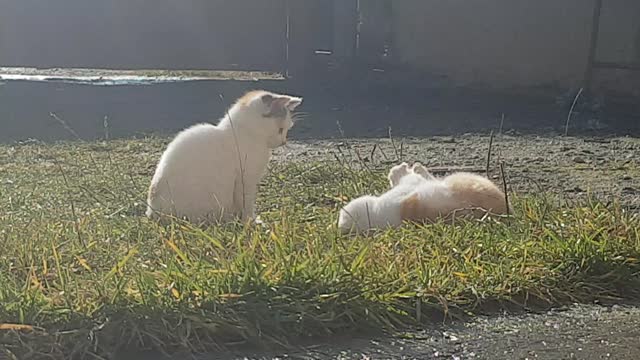 Two Kittens Playing On Green Grass