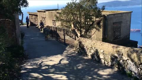 Gibraltar monkey steals backpack video