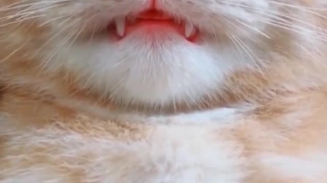 A sleeping cat that purrs