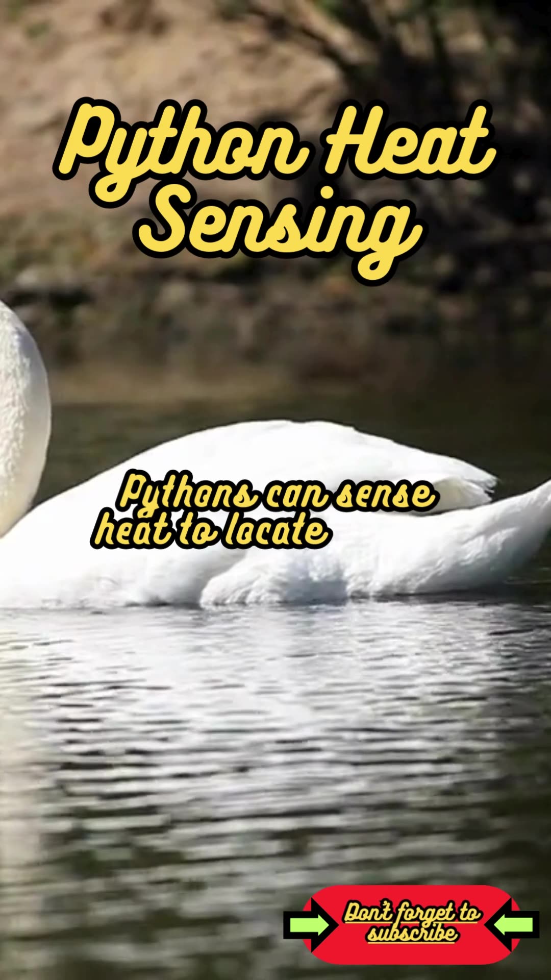 Animal Facts Python Heat Sensing #shorts