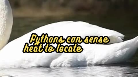 Animal Facts Python Heat Sensing #shorts