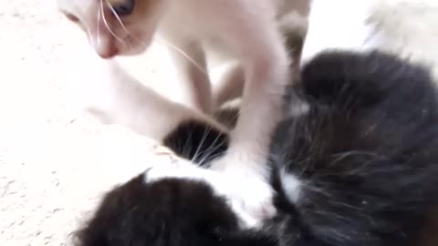 Fight of cats