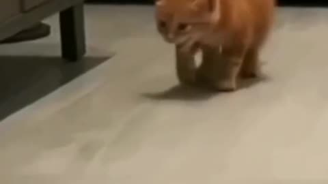 Funny cat animals videos