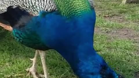 Peacocks