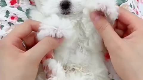 Cute puppy dog fell in love