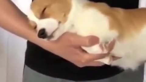 Sleepy corgi puppy fell asleep in owner's arms!