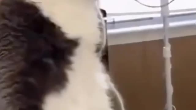 Funny dog video