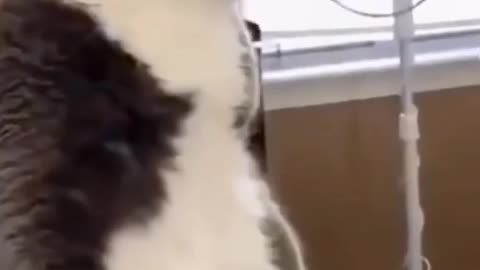 Funny dog video