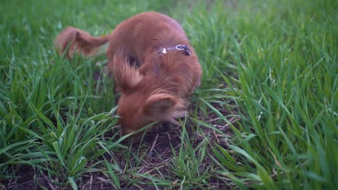 Adorable funny dog chihuahua walking in the green field. Beautiful little dog with big ears