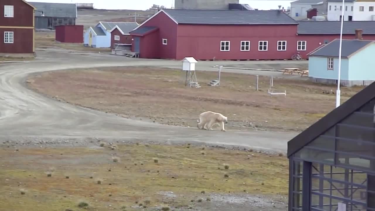 Polar Bear walking in our village (Ny-Alesund, Svalbard - 79 N)