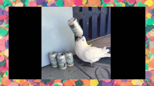 Funny Parrots Videos