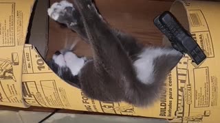 #badgirlramona loves her kitty lounge