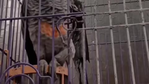Talk bird 2