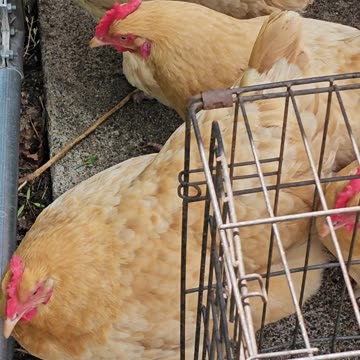 OMC! Sunlit Serenade: Beautiful Buff Orpingtons at the Fence awaiting snacks and goodies.
