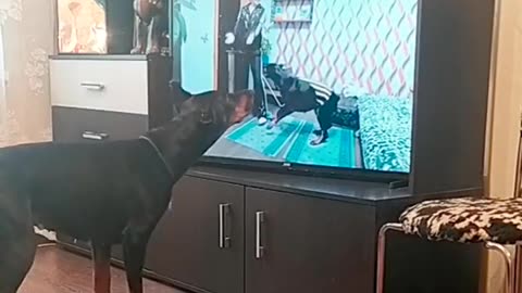 Dog Does its Own Exercise Routine | fit dog | funny pets