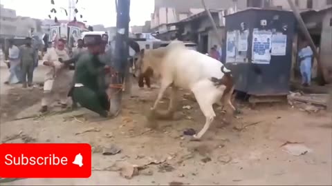 funny clip, cow hit the Ruthless people, latest videos