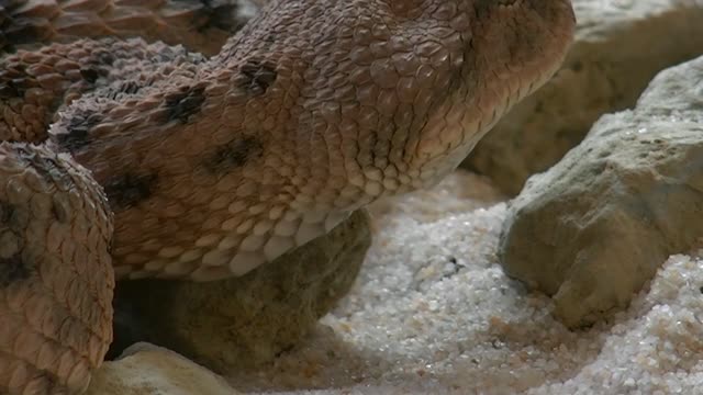 Close up video of snake। Video of spider